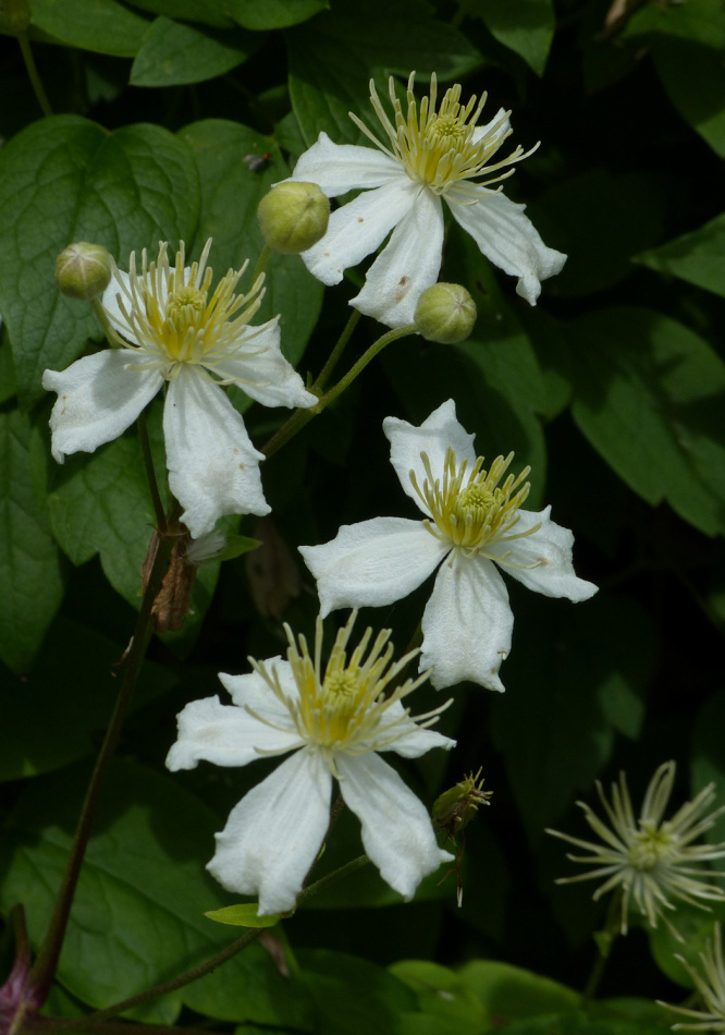 Clematis