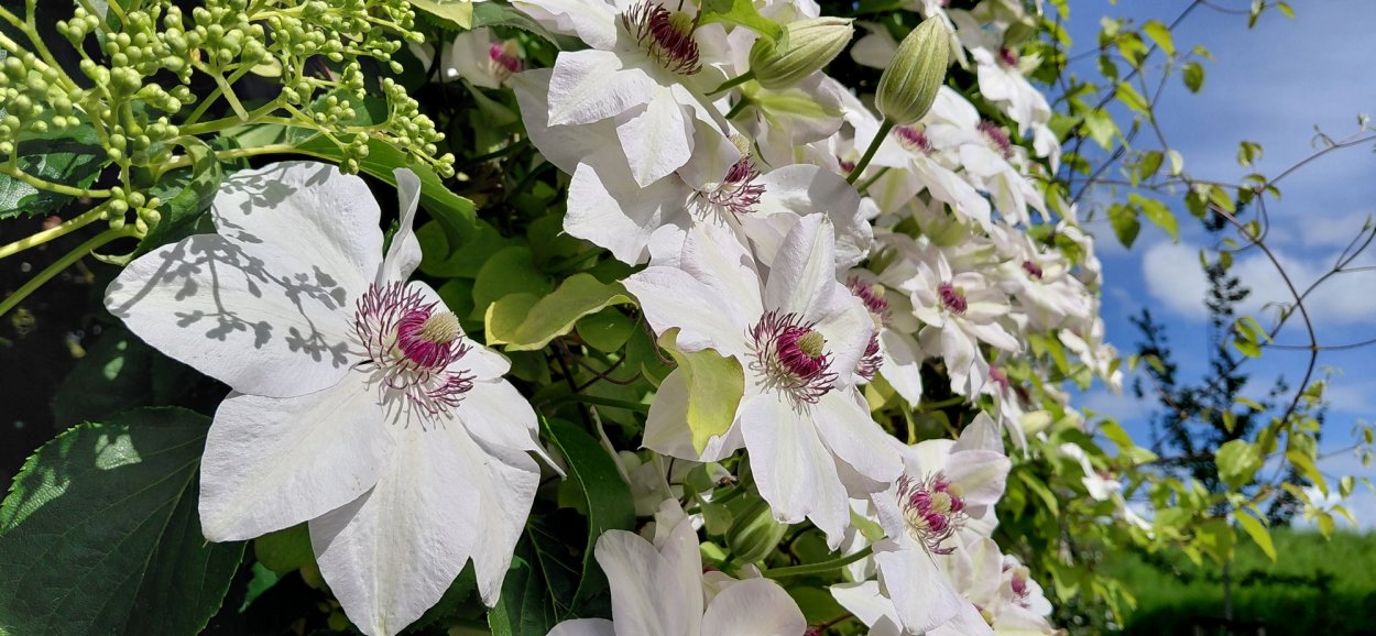 Clematis in volle bloei
