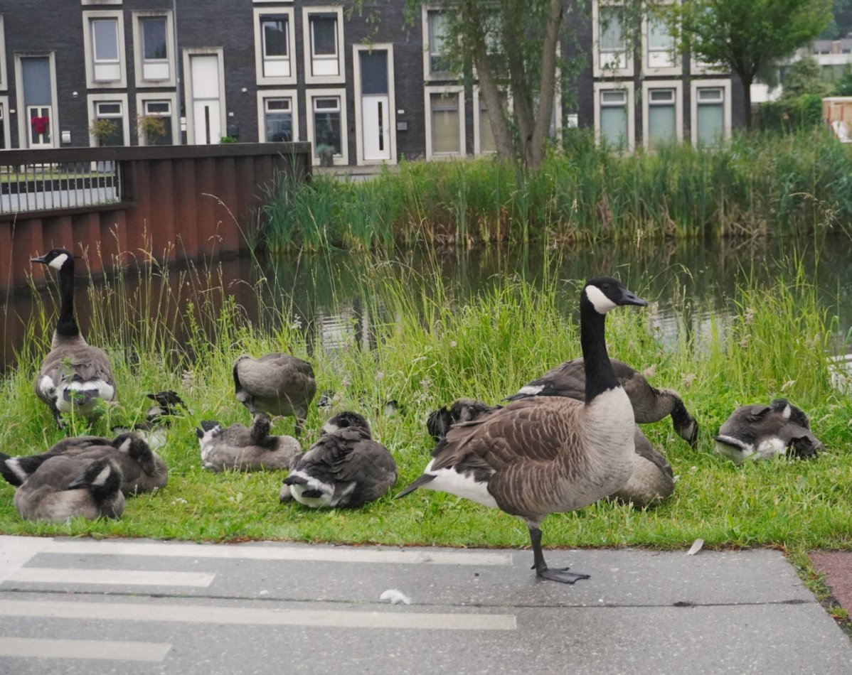 Ganzen in de stad