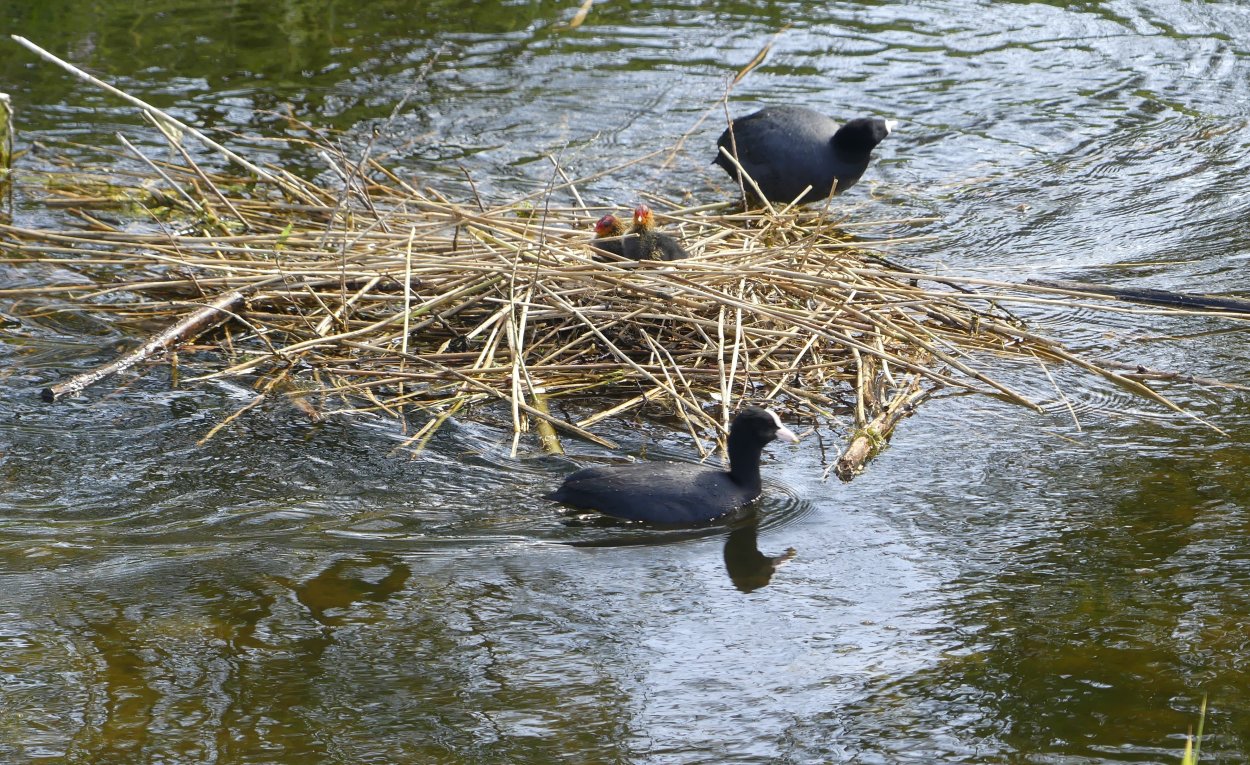 Meerkoetfamilie