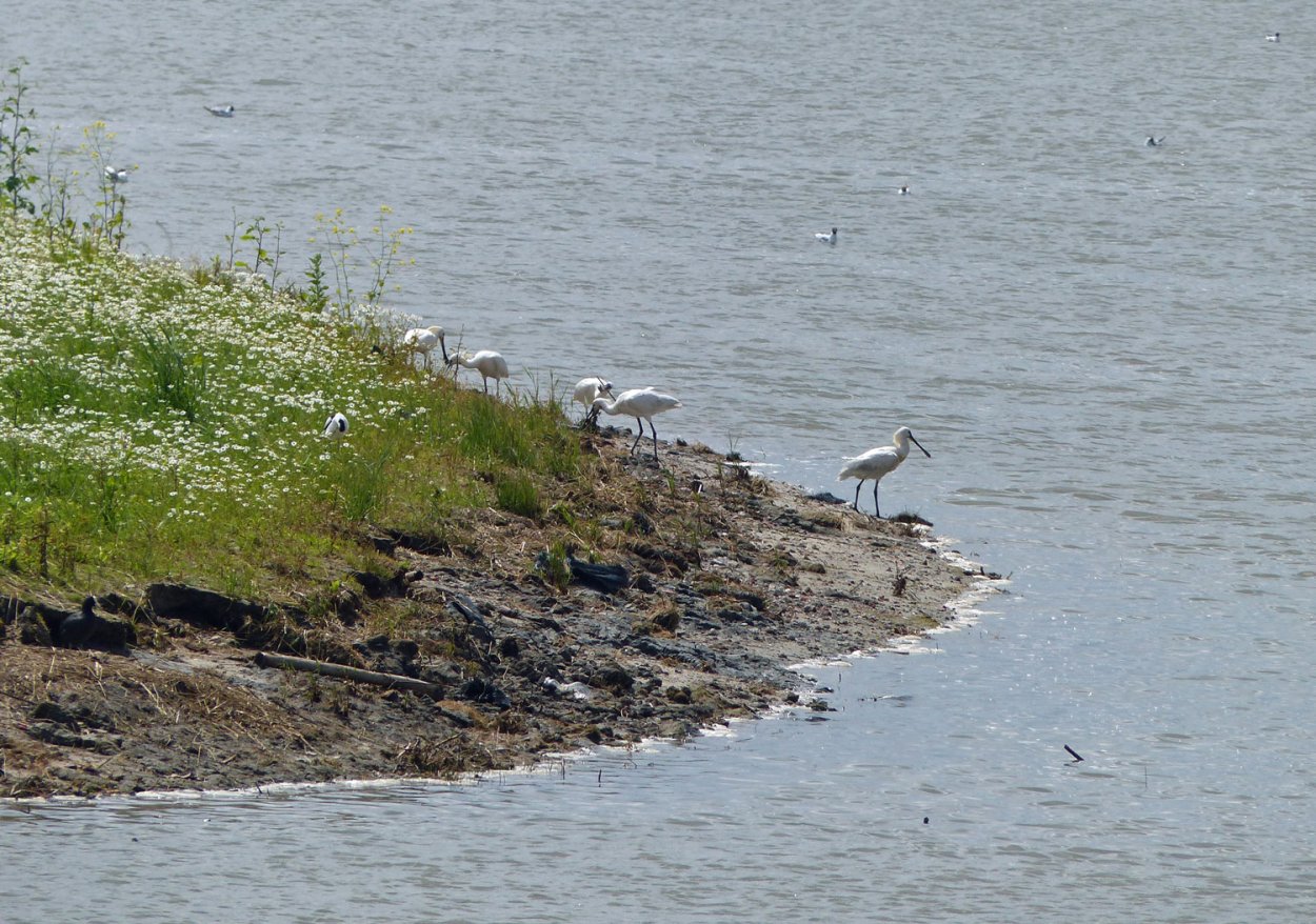 Lepelaars op eilandje in plas dubbele dijk.