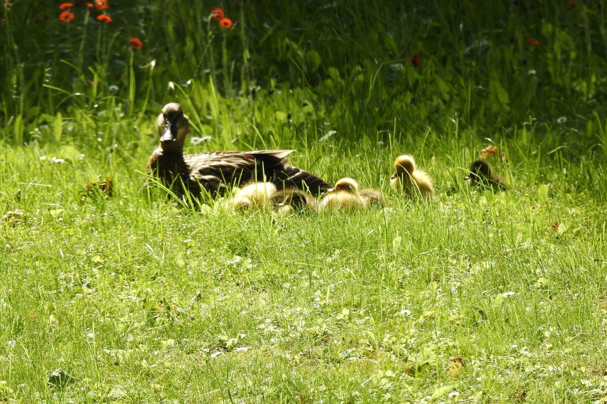 Eendenfamilie