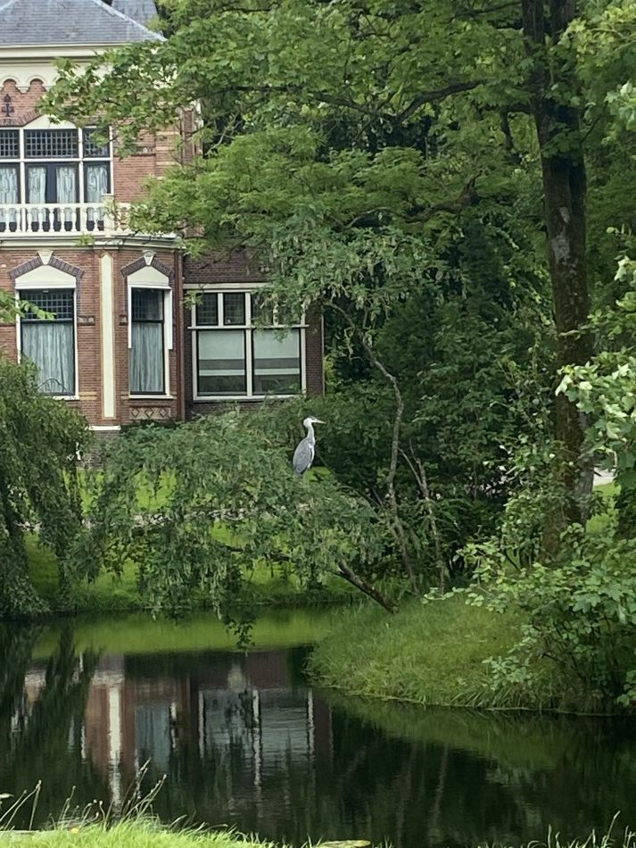 Reiger op wacht