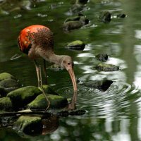 Watervogel