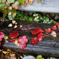 Herfst in Oudeschip