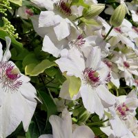 Clematis in volle bloei