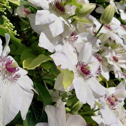 Clematis in volle bloei