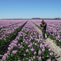Tulpen zoeken...