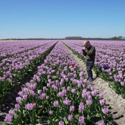 Tulpen zoeken...