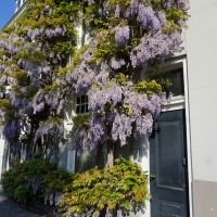 Blauwe regen