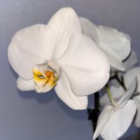 Orchidee
