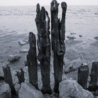 Hout in Moddergat