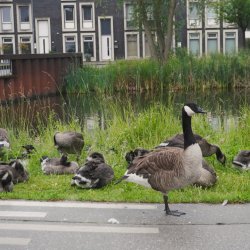Ganzen in de stad