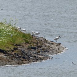 Lepelaars op eilandje in plas dubbele dijk.