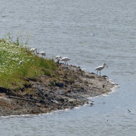 Lepelaars op eilandje in plas dubbele dijk.