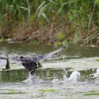 opstijgende meerkoet