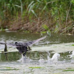 opstijgende meerkoet
