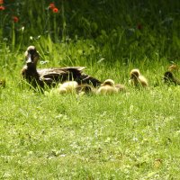 Eendenfamilie