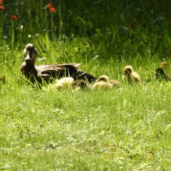 Eendenfamilie