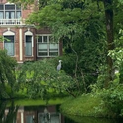 Reiger op wacht