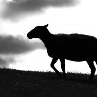Dijkschaap