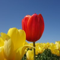 eigenwijze rooie