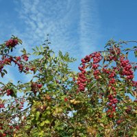 Herfst