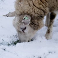 op zoek naar eten :-)