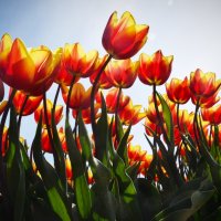 Flowerpower