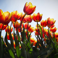 Tulpen uit Spijk