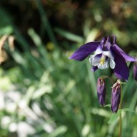 bloemen rondom het huis