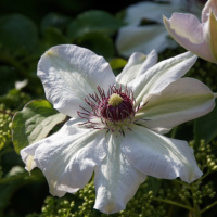 bloemen rondom het huis