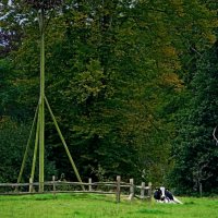 In de wei, wandelen Eelde Paterswolde, Friesche Veen