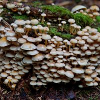 Paddenstoelen in het bos bij Kolham