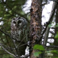 Bosuil, camping Bispgarden Zweden