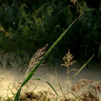 Riet