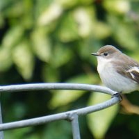 bonte vliegenvanger kwam even kijken bij ons in de tuin