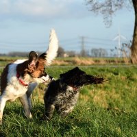 honden