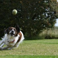 bal vangen