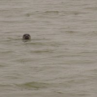 zeehondje, gezien bij Spiekster Pompen 3 november 2021
