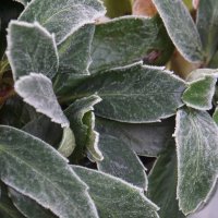 winters plaatje