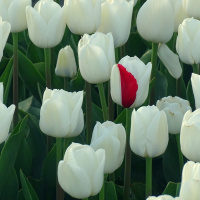 verwarde tulp